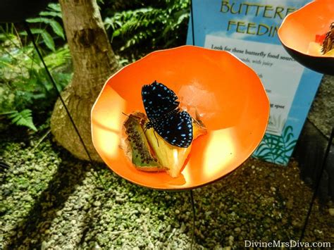 Seattle Trip: Tropical Butterfly House at the Pacific Science Center - Discourse of a Divine ...