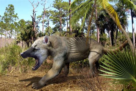 38 million years ago, the beardog was about to take over America | Ars Technica