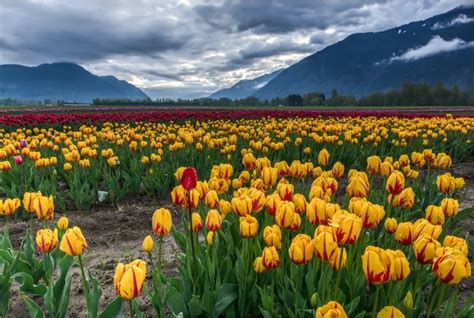 Festival de Tulipanes del Valle de Skagit | Latina Seattle