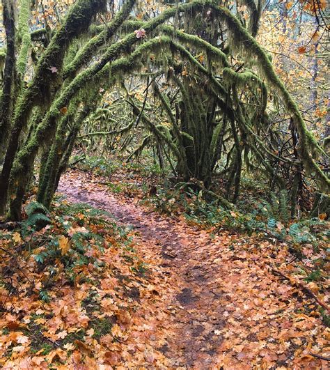 Gales Creek Trail | Natural Atlas