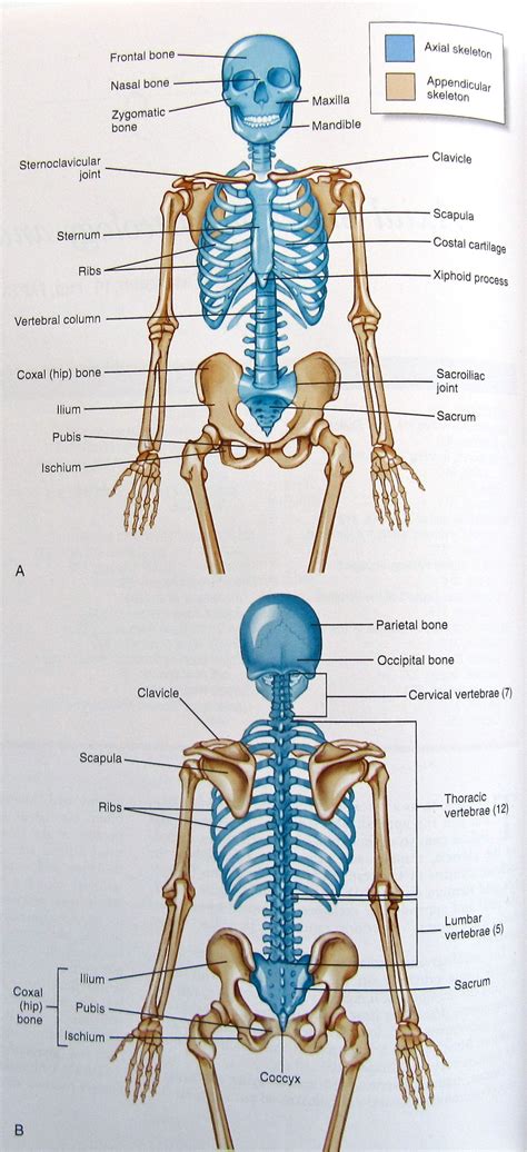 Axial and Appendicular Skeleton http://ittcs.files.wordpress.com/2010/04/img_0124.jpg | School ...