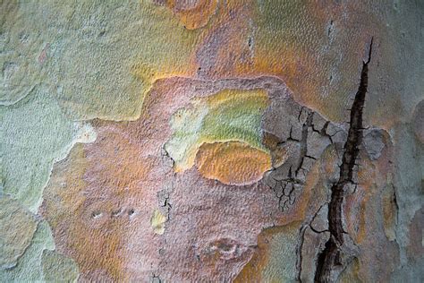 Tree Bark Patterns # 4 Photograph by Robert VanDerWal - Fine Art America