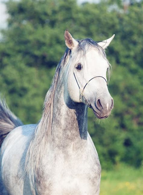 Grey Arabian Horse Stock Images - Download 2,119 Royalty Free Photos