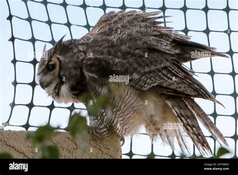 Great Horned Owl, Arizona Stock Photo - Alamy