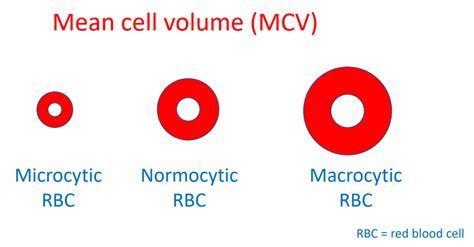 What is the mean cell volume (MCV)? • The Blood Project