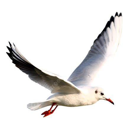 Flying Seagulls PNG Image, Flying Seagull, Bird, Seagull, Gull Bird PNG ...