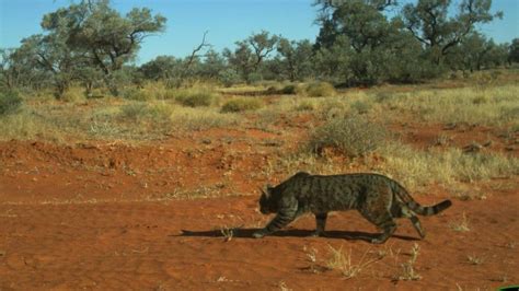 Australia mulls use of ‘controversial’ gene drives to rid country of feral cats - Genetic ...