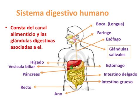 El Tubo Digestivo Mapa Conceptual Sistema Digestivo Humano | Images and Photos finder