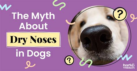 The Myth About Dry Noses in Dogs