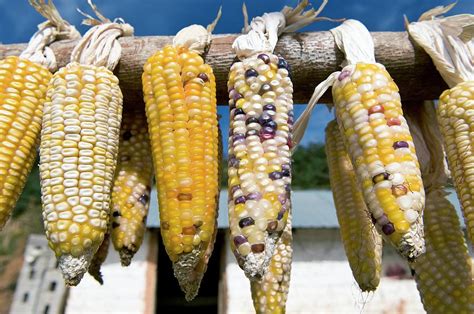 Native Maize Varieties Photograph by Philippe Psaila/science Photo ...