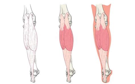 Triceps Sural Anatomie