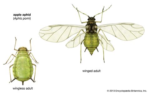 Aphid | Description, Types, Infestations, & Facts | Britannica