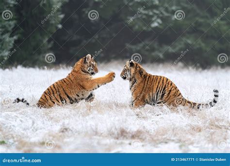 Young Tigers Playing in the Snow. Siberian Tiger in the Winter in a Natural Habitat Stock Image ...