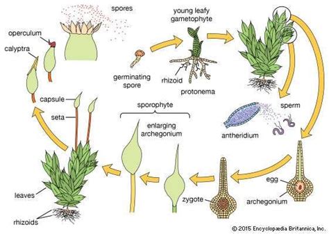 Bryophyte | nontaxonomic grouping | Britannica.com