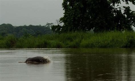 Increased river traffic threatens Gangetic dolphins| India Water Portal