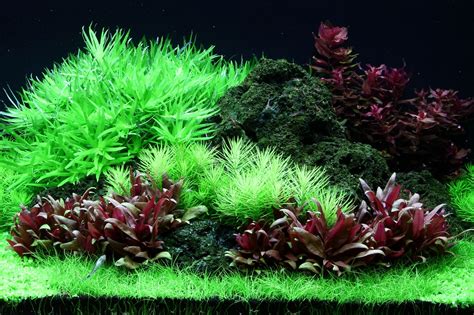 Layout 94 - Tropica - Tropica Aquarium Plants