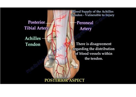 Blood Supply of the Achilles Tendon — OrthopaedicPrinciples.com