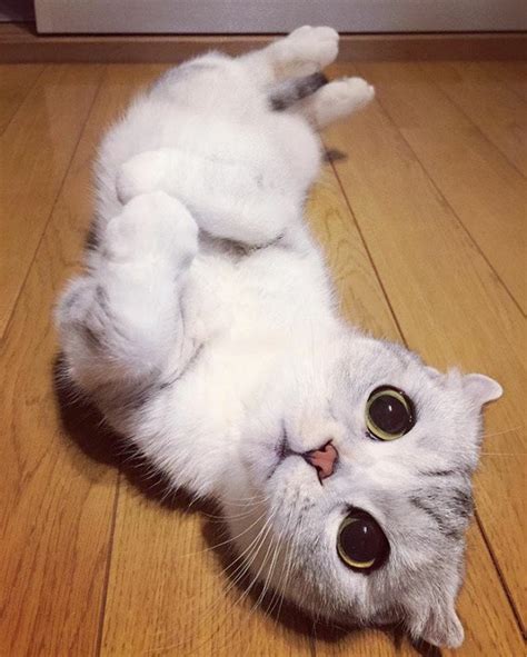 10 Photos of Adorable Big Eyed Japanese Cat Hana | Instagram Viral | Reckon Talk