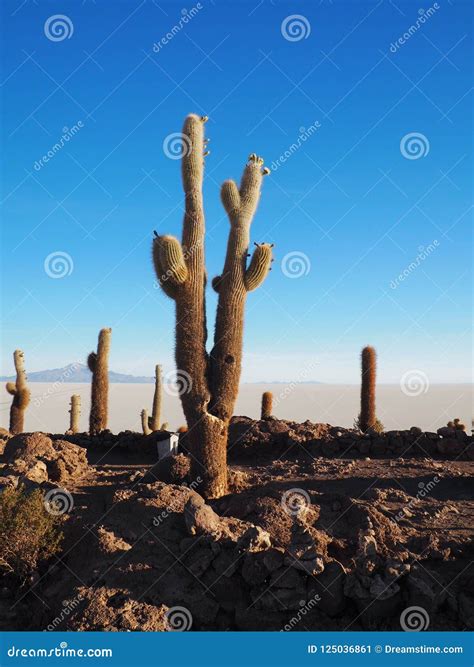 Cactus Island in the Salar De Uyuni, Bolivia Stock Image - Image of ...