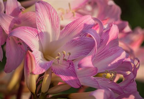 Free Images : pink, lady, flower, flowering plant, petal, amaryllis belladonna, purple, peruvian ...