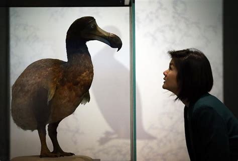 What Happened To The Last Dodo Bird? | Endangered species, Extinction, Natural history