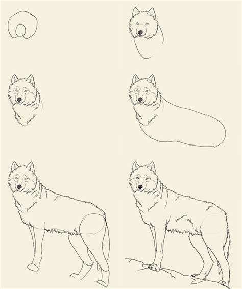 Easy Wolf Drawing Tutorial at GetDrawings | Free download