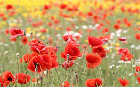 Poppy Flowers Fields Wallpapers - 2560x1600 - 705336