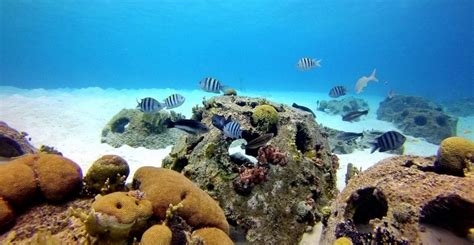 A Deeper Look Into Marine Artificial Reefs - ReefCause