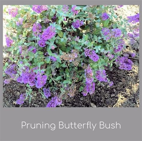 A GUIDE TO NORTHEASTERN GARDENING: Pruning Buddleia (Butterfly Bush)