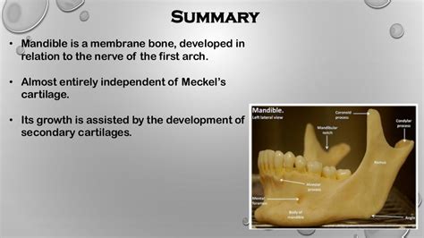 Development of mandible