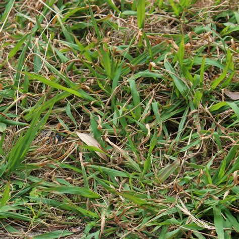 How To Kill Crabgrass In Early Spring - Before It Ever Starts!