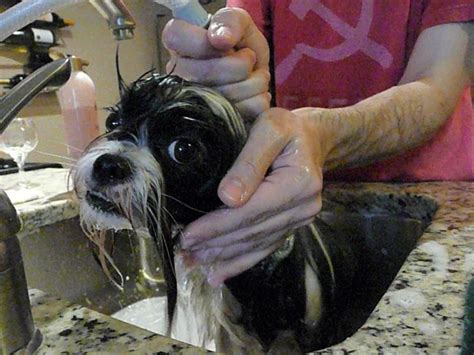 Shih Tzu Bathing Frequency: How Often Should You Bathe Your Shih Tzu ...