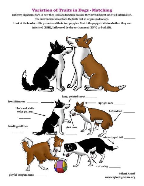 Variation of Traits in Dogs - Matching