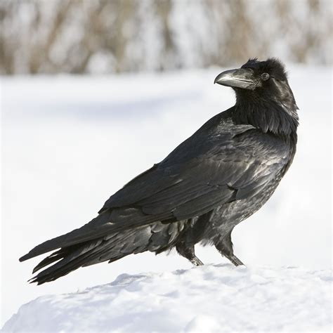 Raven on snow, head turned photo - Paul Lantz photos at pbase.com