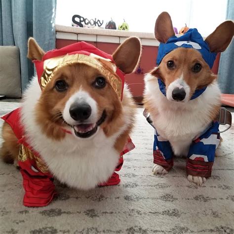 Corgi Dog Halloween Costume|Corgi Dog Halloween Costumes|Corgi Halloween Costumes|Dog Hallowe ...