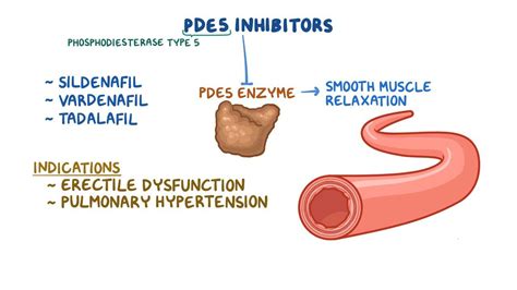 PDE5 inhibitors: Video, Anatomy, Definition & Function | Osmosis