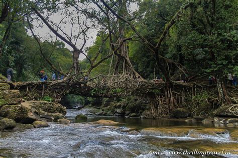 Unraveling the mysterious Living Root Bridge, Meghalaya - Thrilling Travel