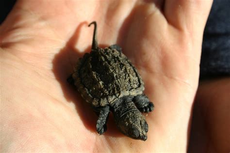 Baby Turtle Care (with Video Guide) - All Turtles