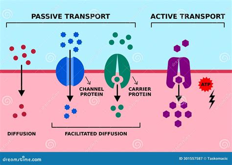 Passive And Active Cell Membrane Transport. Diffusion, Facilitated ...