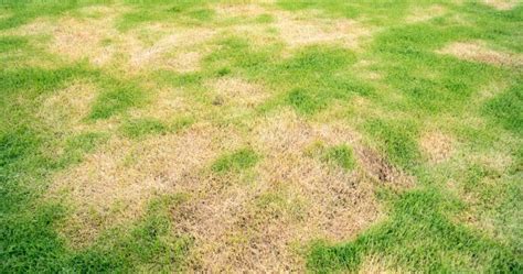 Why is My Lawn Turning Brown in Spots? (How to Fix) - Lawn Chick