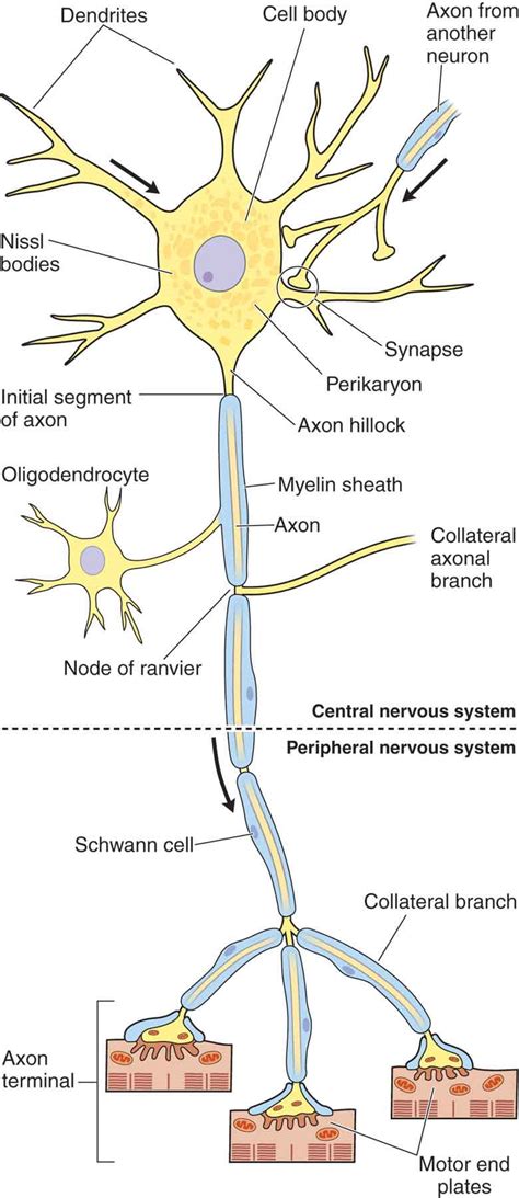 Nervous Tissue Diagram