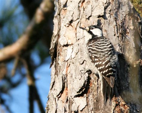 Bill Hubick Photography - Red-cockaded Woodpecker (Picoides borealis)