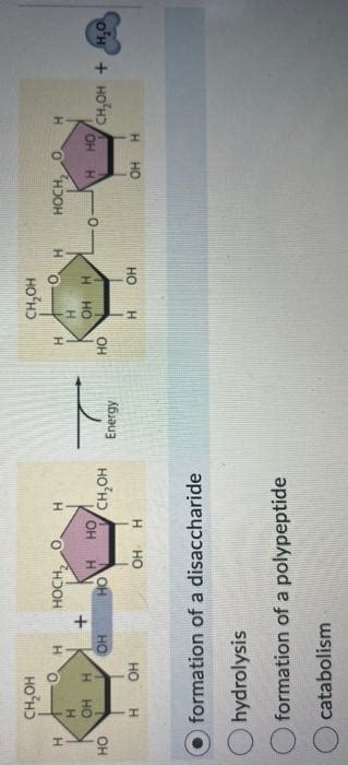 Solved formation of a disaccharide hydrolysis formation of a | Chegg.com