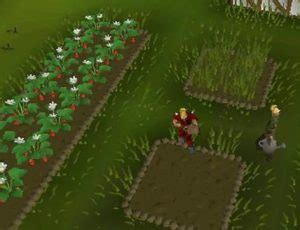 OSRS Farming Patches | OSRS Fruit Tree Patches