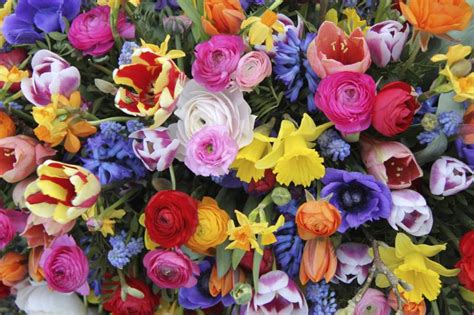 What Color Flowers to Give for a Funeral? | Our Everyday Life