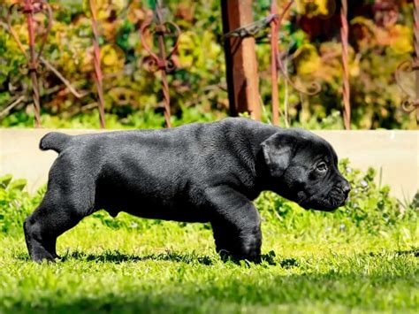 Where to Find Black Boerboel Puppies for Sale - Dogable