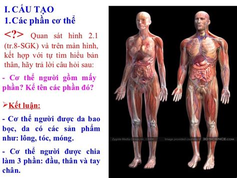 Bai 2 cau tao co the nguoi