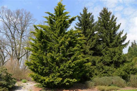 17 Fast-Growing Privacy Trees to Plant in Your Yard