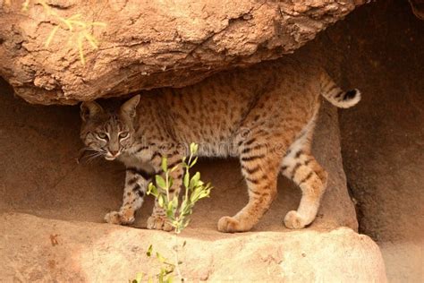 Rotluchs, Der Entlang Felsigen Pfad Geht Stockbild - Bild von nave, tier: 20153437