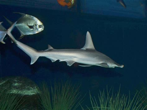 The Online Zoo - Bonnethead Shark